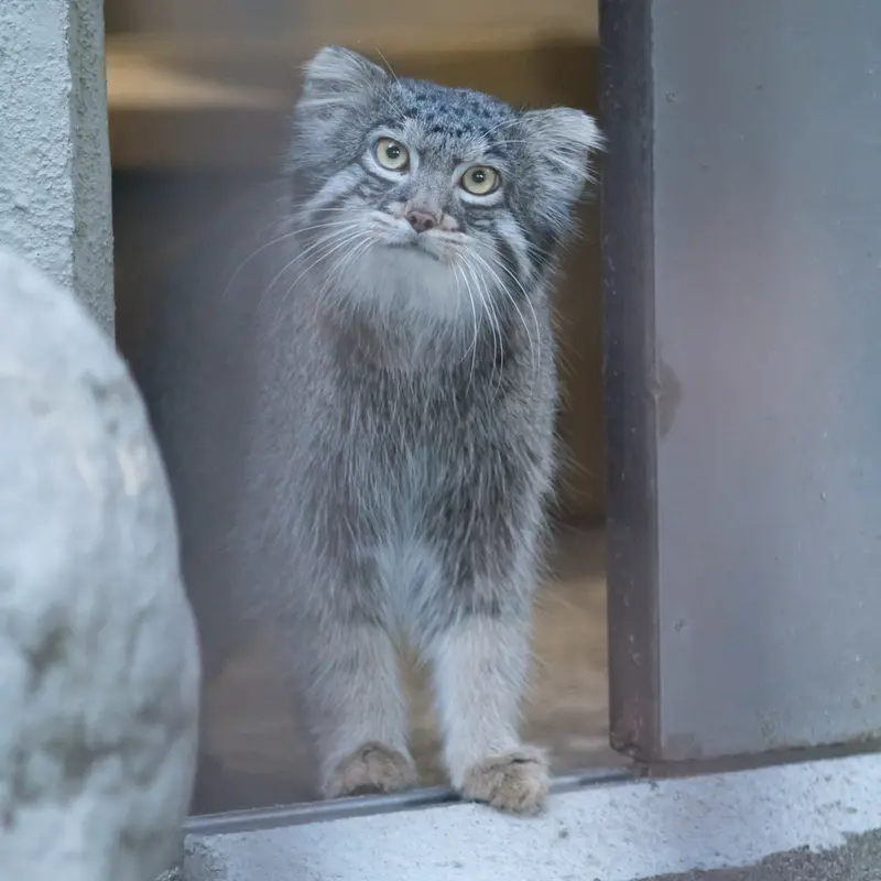 野毛山動物園のフィーガの写真