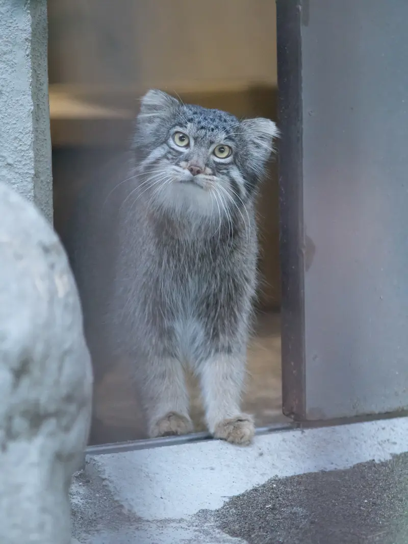 野毛山動物園のフィーガの写真