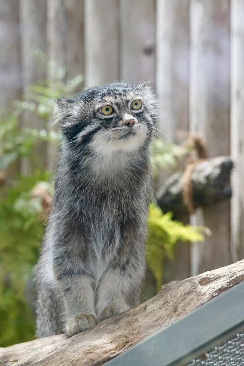神戸どうぶつ王国のナルの写真