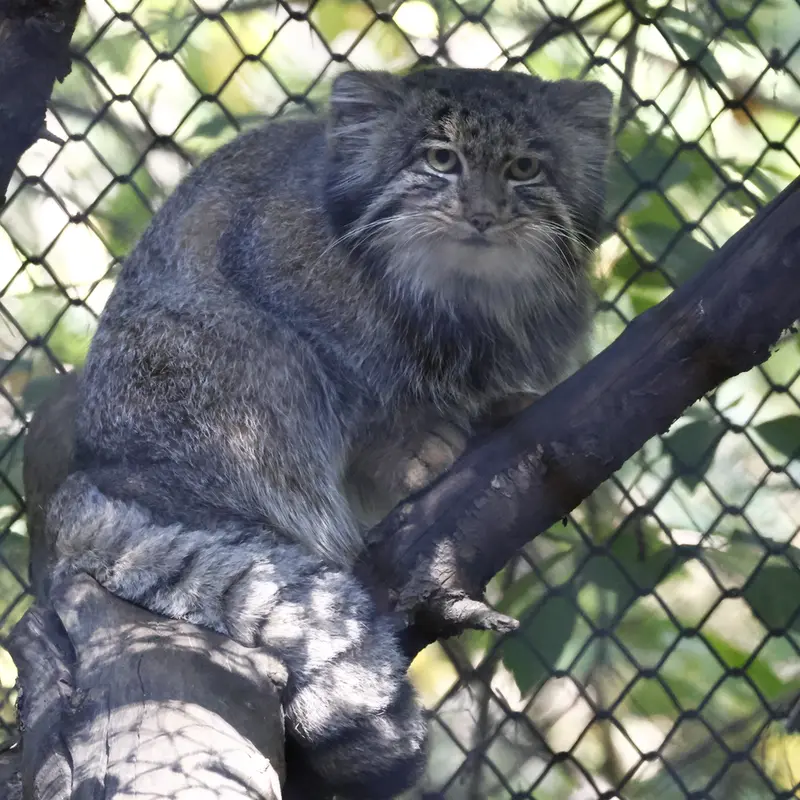 ノヴォシビルスク動物園のグレイの写真