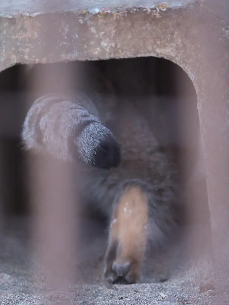 野毛山動物園のフィーガの写真