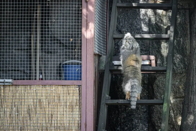 モスクワ動物園のティモフェイの写真