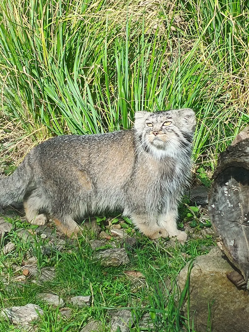 ヴロツワフ動物園のクビの写真