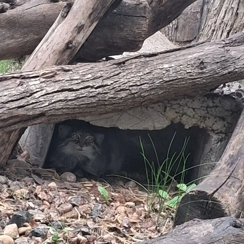 レッドリバー動物園のマヌルネコの写真