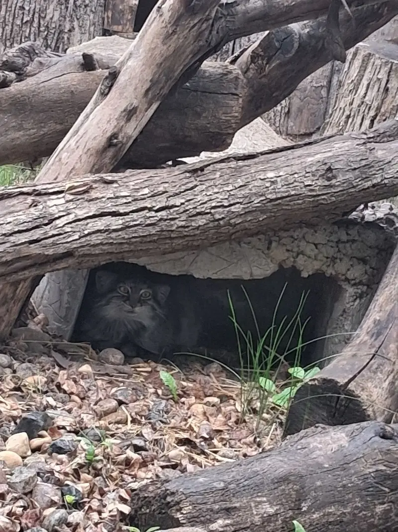 レッドリバー動物園のマヌルネコの写真