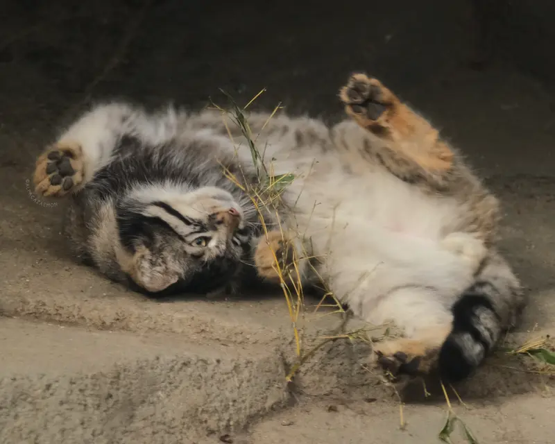神戸どうぶつ王国のナゴムの写真