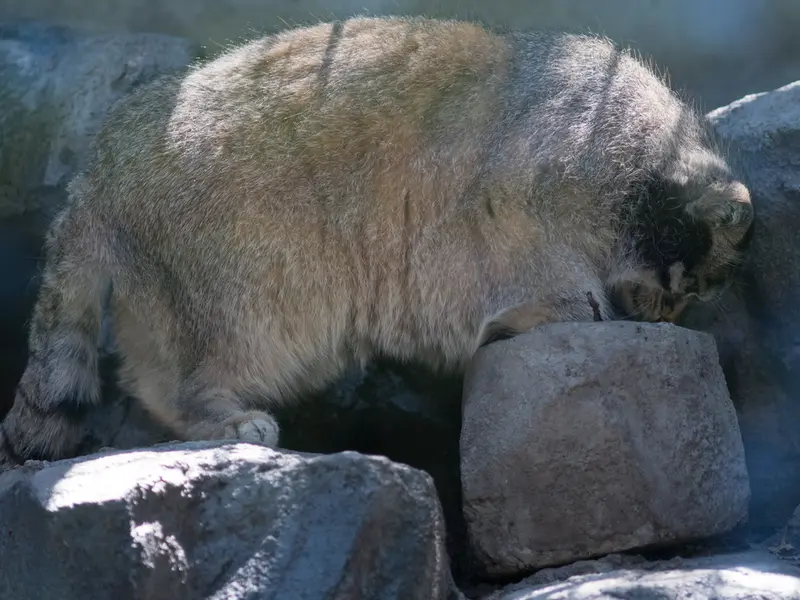 旭山動物園のグルーシャの写真