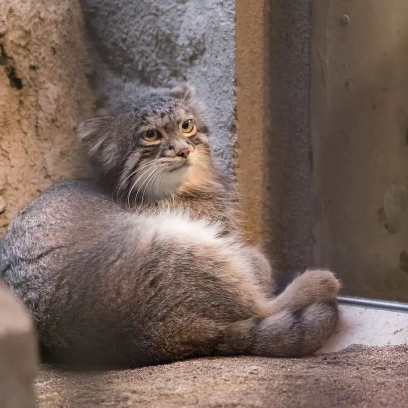 野毛山動物園のフィーガの写真