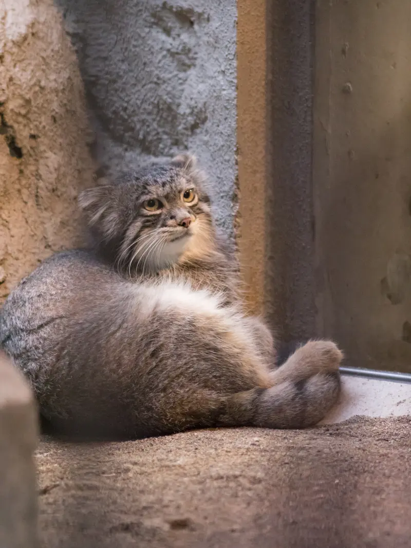 野毛山動物園のフィーガの写真