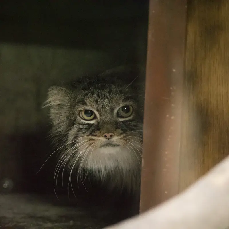恩賜上野動物園のサフランの写真