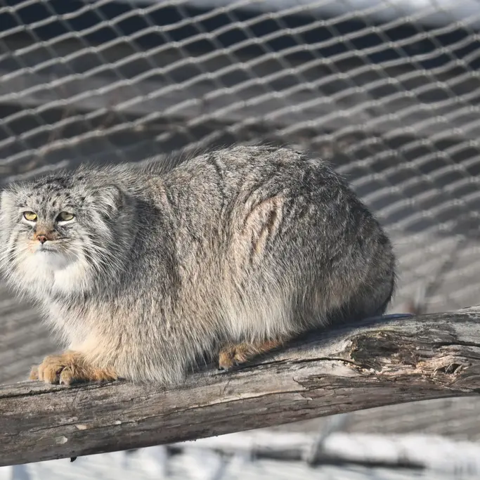 コルケアサーリ動物園のアルカスの写真
