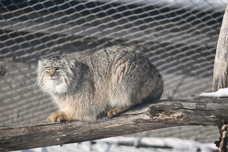 コルケアサーリ動物園のアルカスの写真