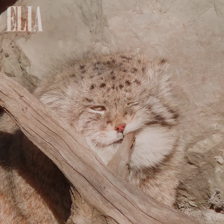 カルガリー動物園 / ワイルダー研究所のオラフの写真