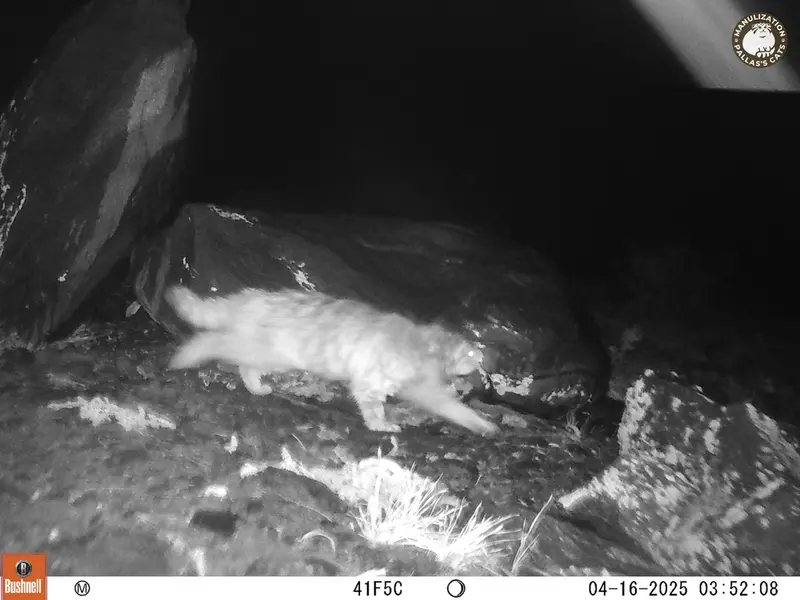 コシュカルカメラトラップで撮影したOtocolobus manul manulの写真