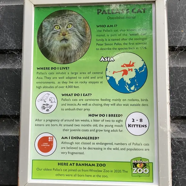 バナム動物園のマヌルネコの写真