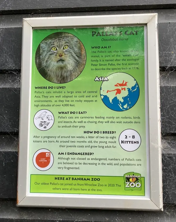 バナム動物園のマヌルネコの写真