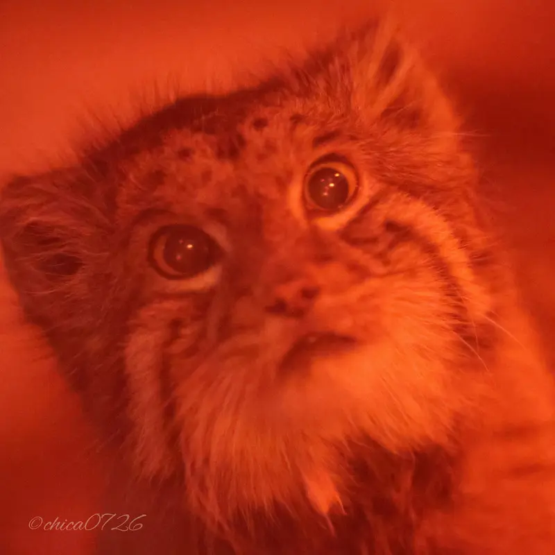 恩賜上野動物園のナイマの写真
