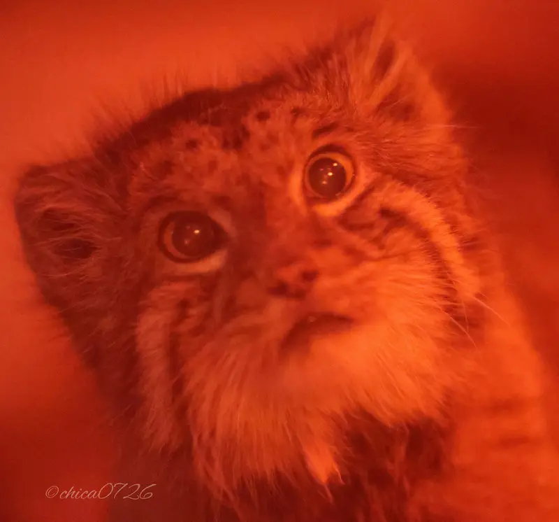 恩賜上野動物園のナイマの写真