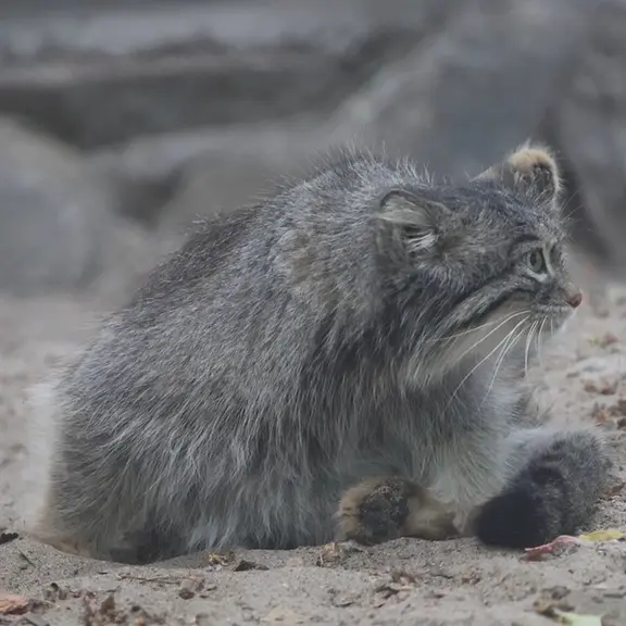 ノヴォシビルスク動物園のマヌルネコの写真