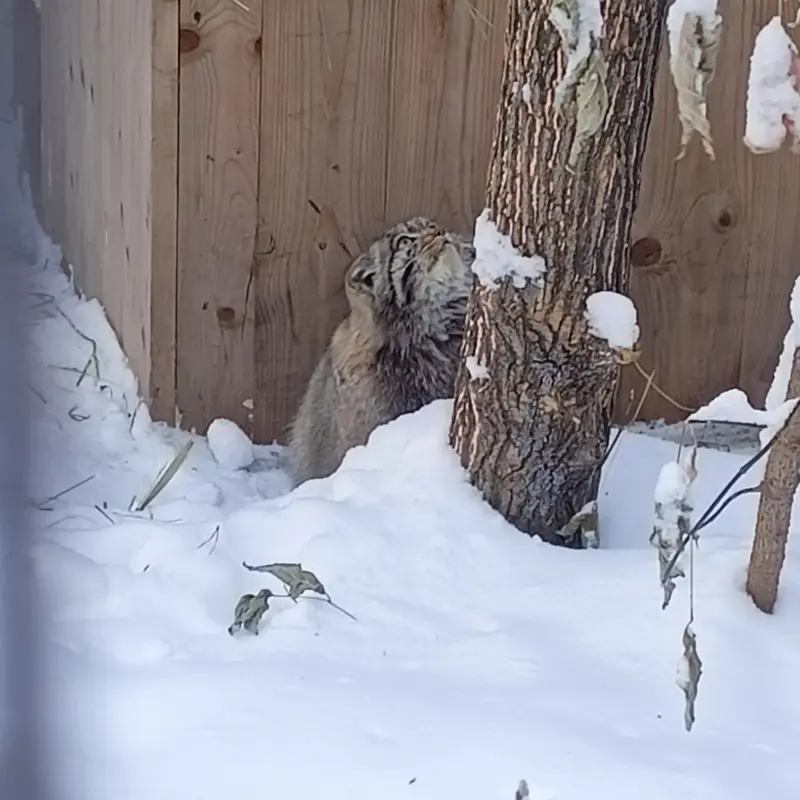 ノヴォシビルスク動物園のグレイの写真