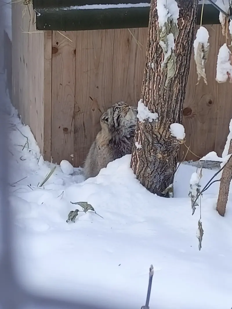 ノヴォシビルスク動物園のグレイの写真