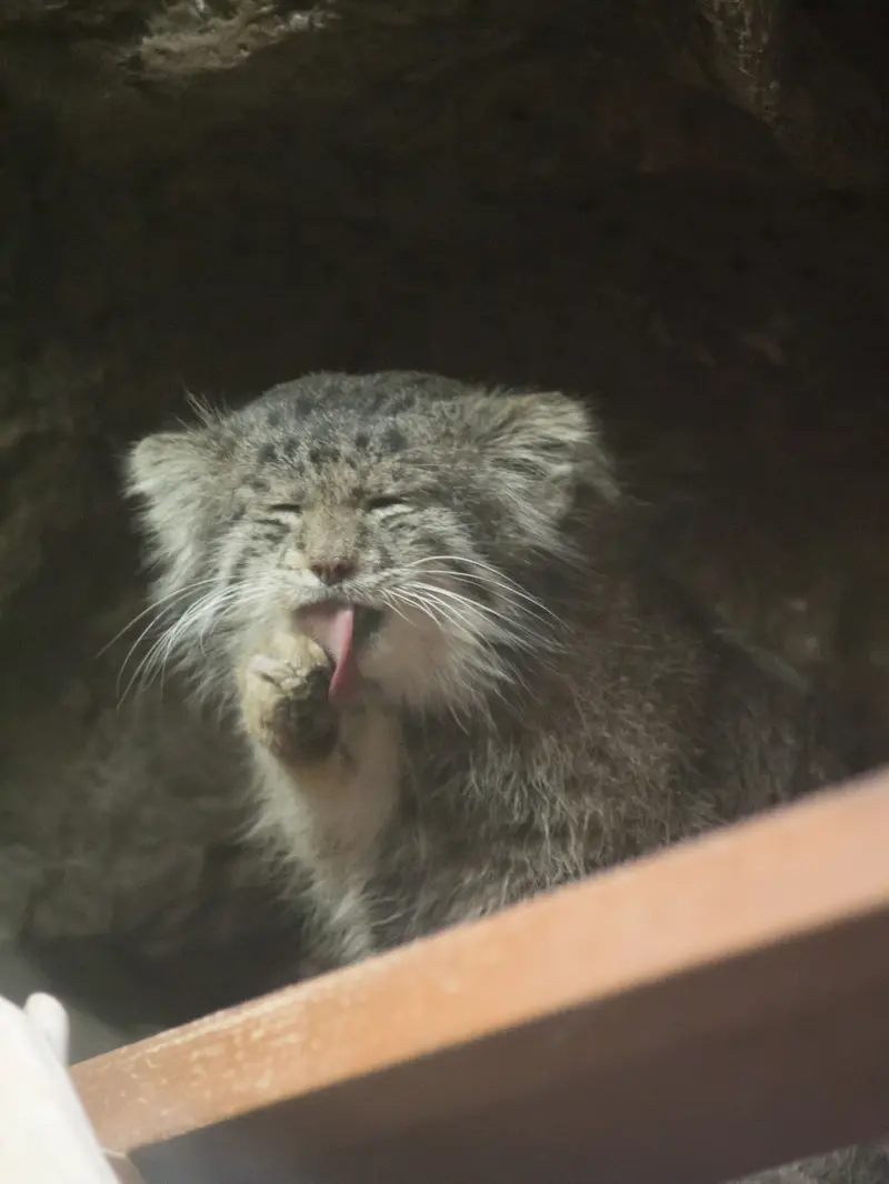 恩賜上野動物園のクリョンの写真