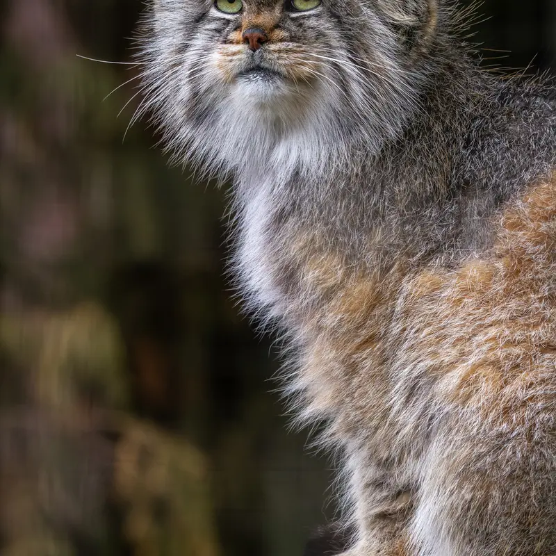 バナム動物園のバックの写真