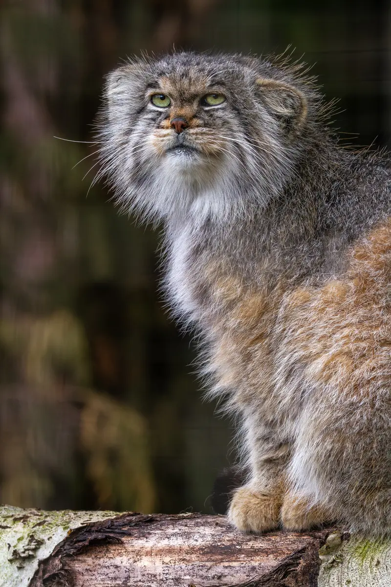 バナム動物園のバックの写真
