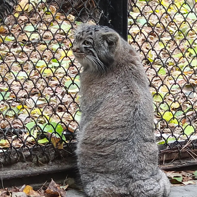 ノヴォシビルスク動物園のアデルの息子（2026年生まれ）Ⅰの写真