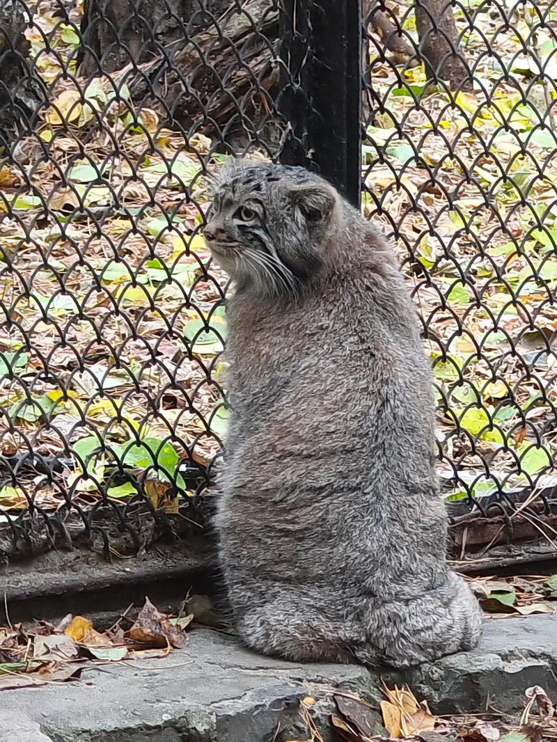 ノヴォシビルスク動物園のアデルの息子（2026年生まれ）Ⅰの写真