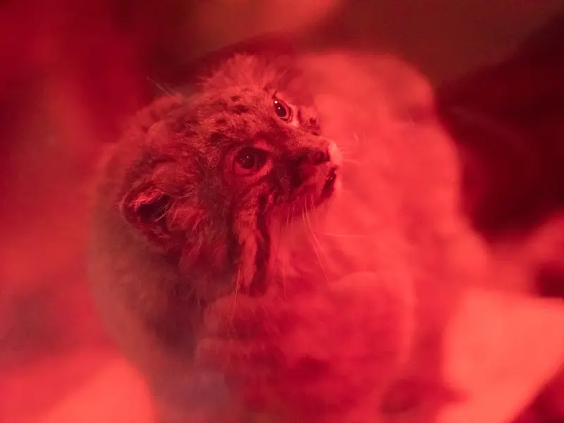 恩賜上野動物園のナイマの写真