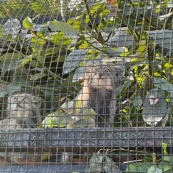レニングラード動物園のナミカとシューの写真