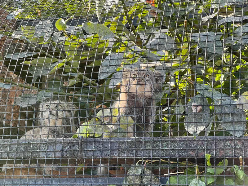 レニングラード動物園のナミカとシューの写真