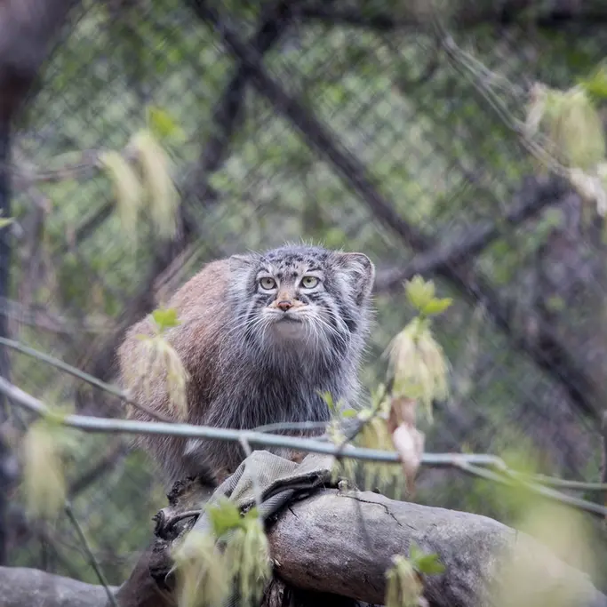 ノヴォシビルスク動物園のゾーシャの写真