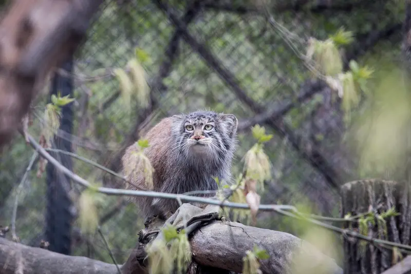 ノヴォシビルスク動物園のゾーシャの写真