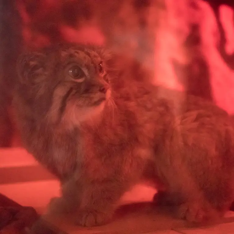 恩賜上野動物園のナイマの写真