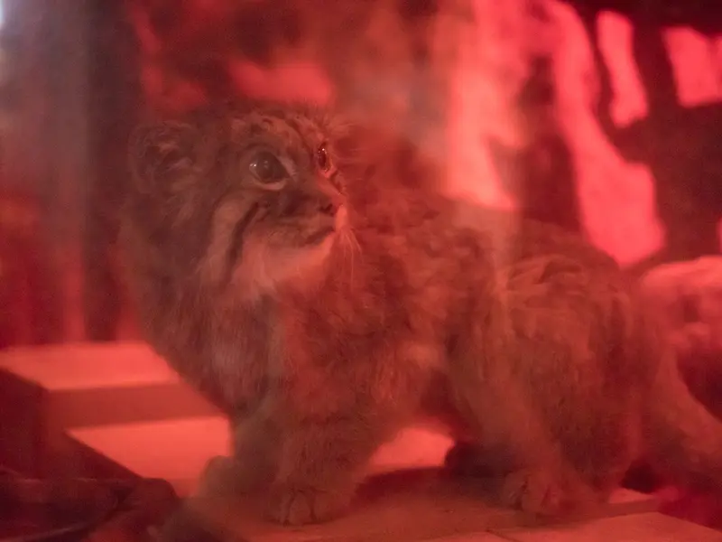 恩賜上野動物園のナイマの写真