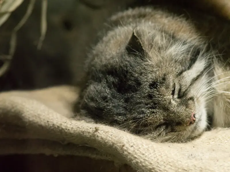 恩賜上野動物園のクリョンの写真