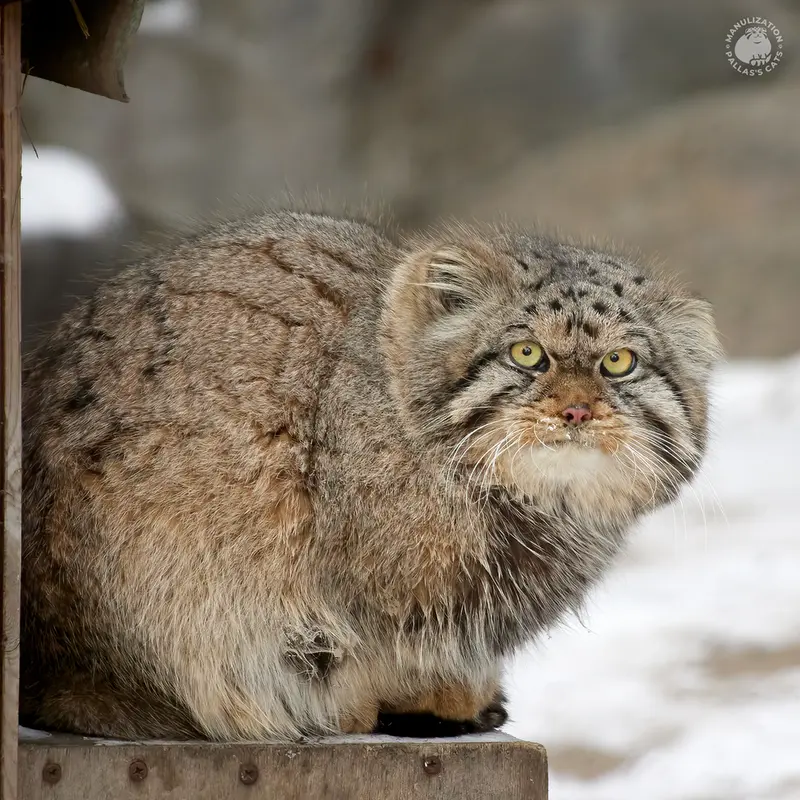 ノヴォシビルスク動物園のチップの写真