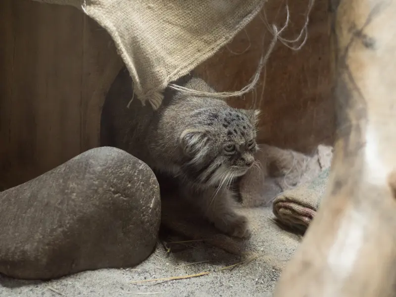 恩賜上野動物園のクリョンの写真