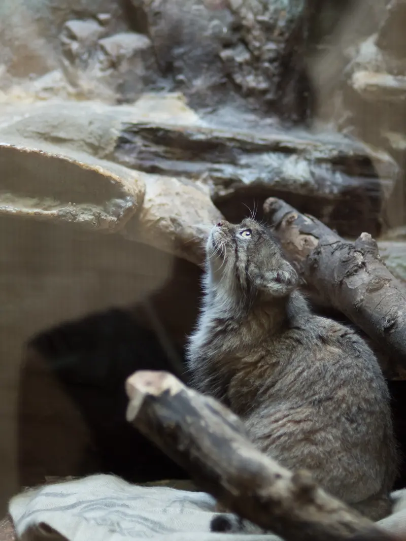 恩賜上野動物園のプリームラの写真