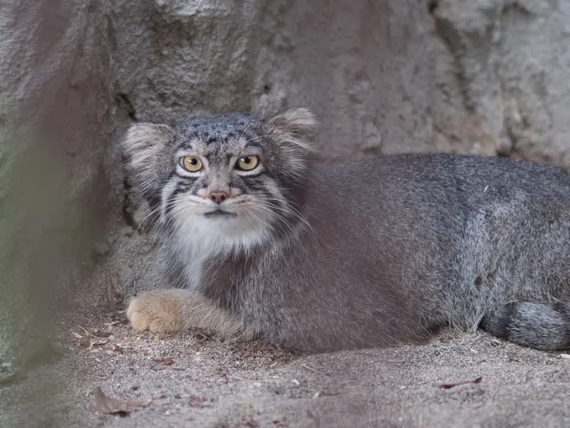 野毛山動物園のフィーガの写真