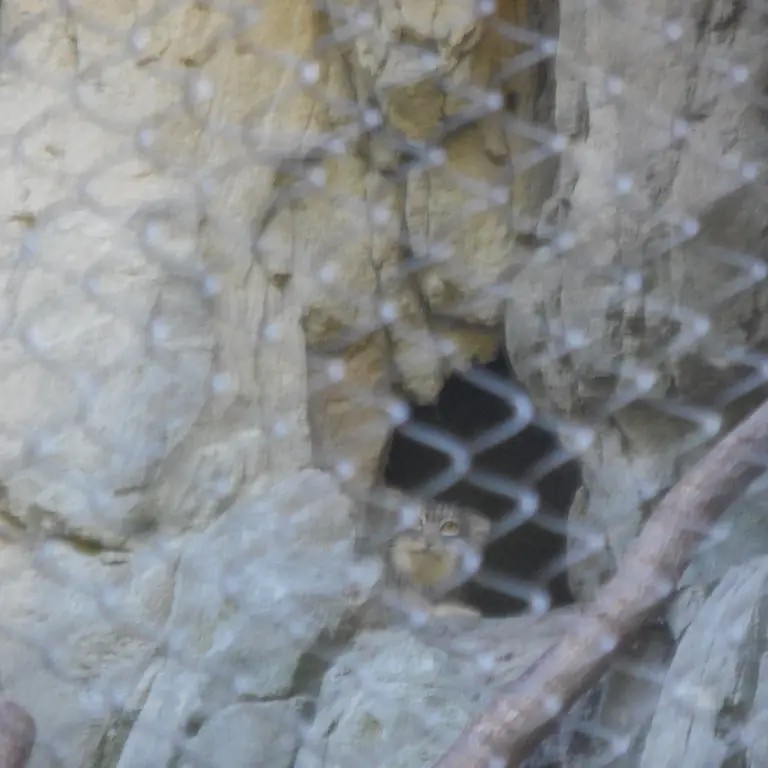 ウッドランド・パーク動物園のグースの写真