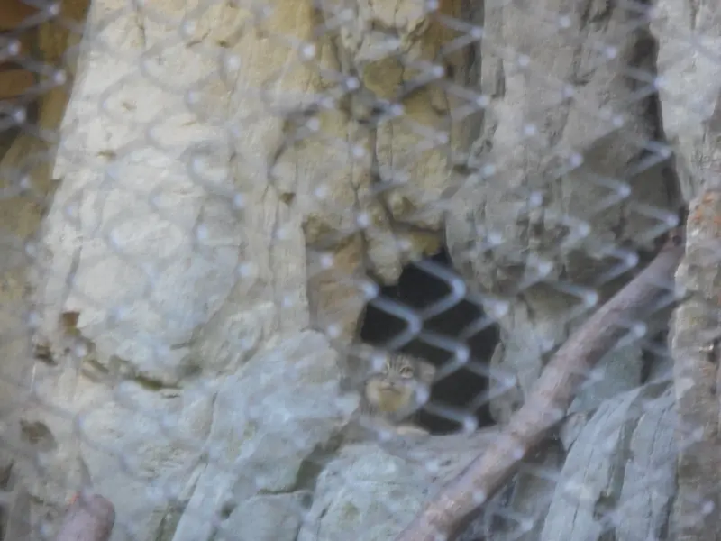 ウッドランド・パーク動物園のグースの写真