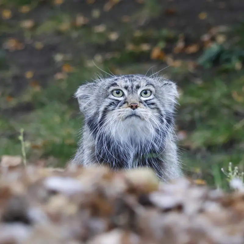 モスクワ動物園のティモフェイの写真