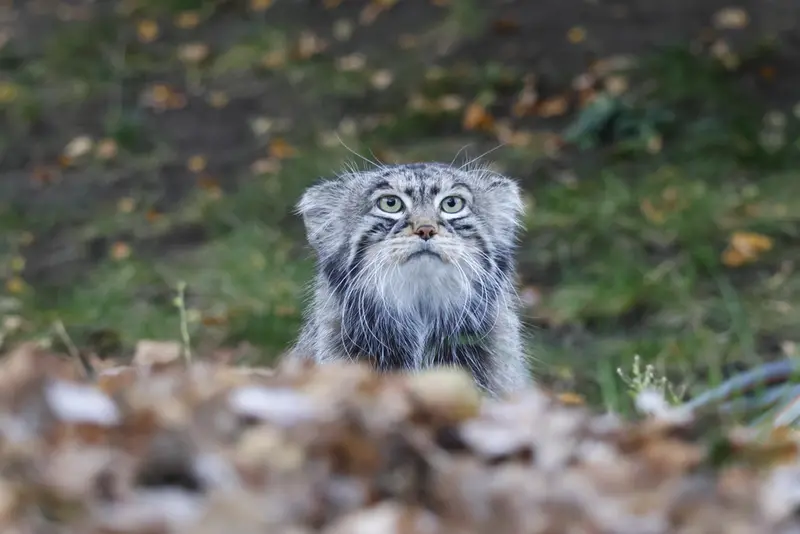 モスクワ動物園のティモフェイの写真