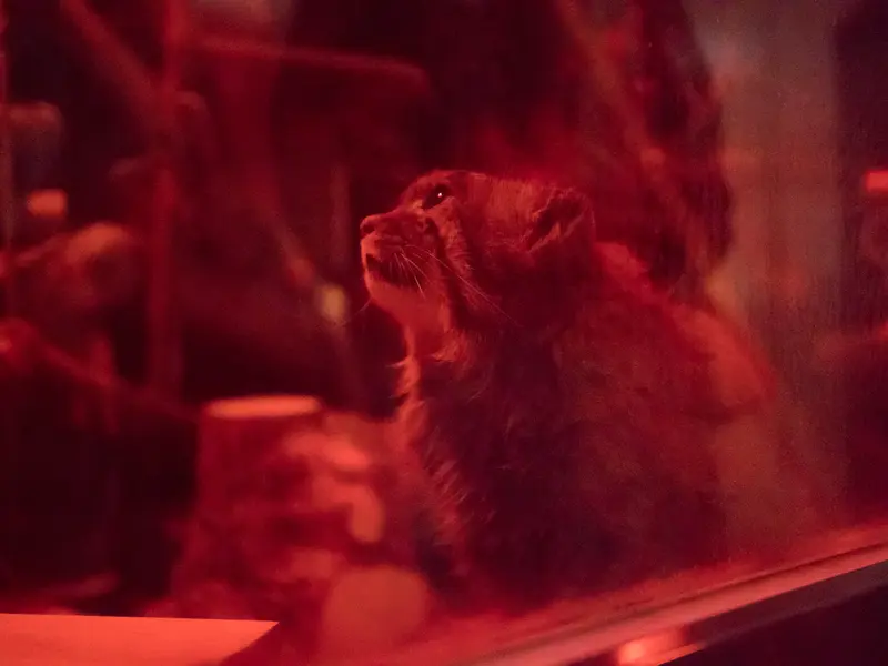 恩賜上野動物園のナイマの写真