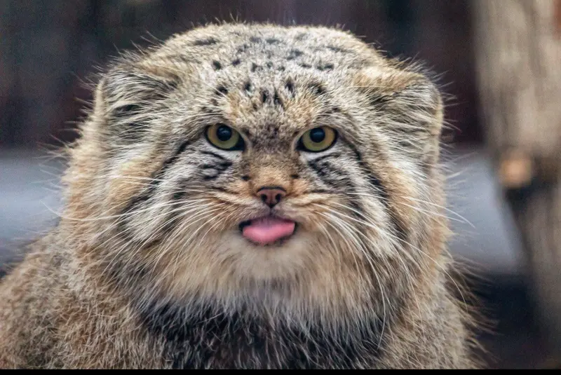 レニングラード動物園のシューの写真