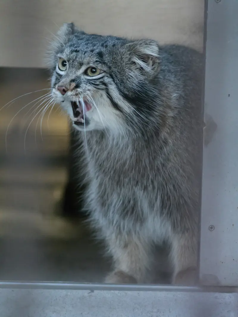 野毛山動物園のフィーガの写真