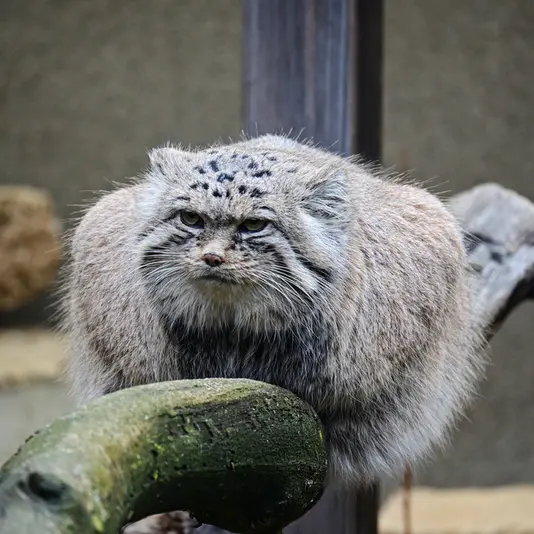 タリン動物園のマーズの写真
